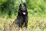 SCHIPPERKE 289